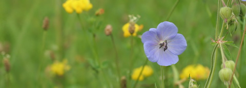 Pladias: Database Of The Czech Flora And Vegetation